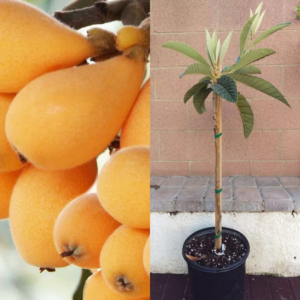 Loquat (Gold Nugget Varieties) Tropical Fruit Tree