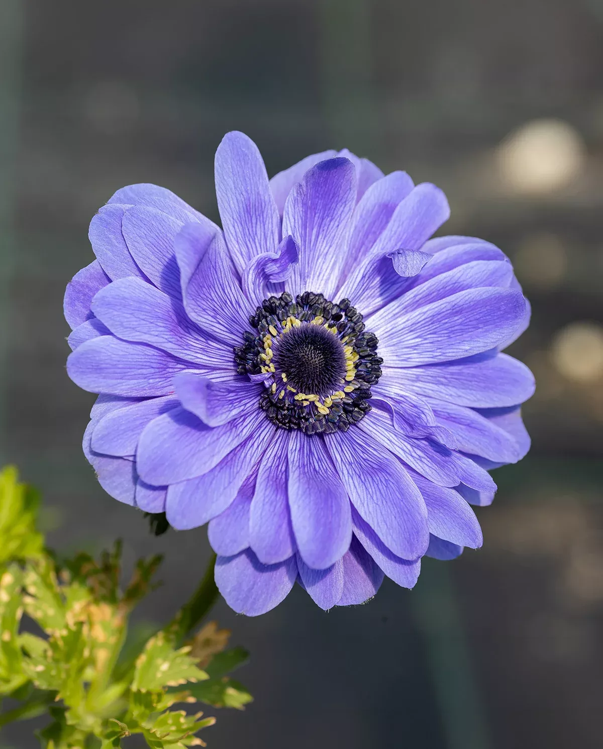 Lord Lieutenant Anemone Coronaria - 25 bulbs