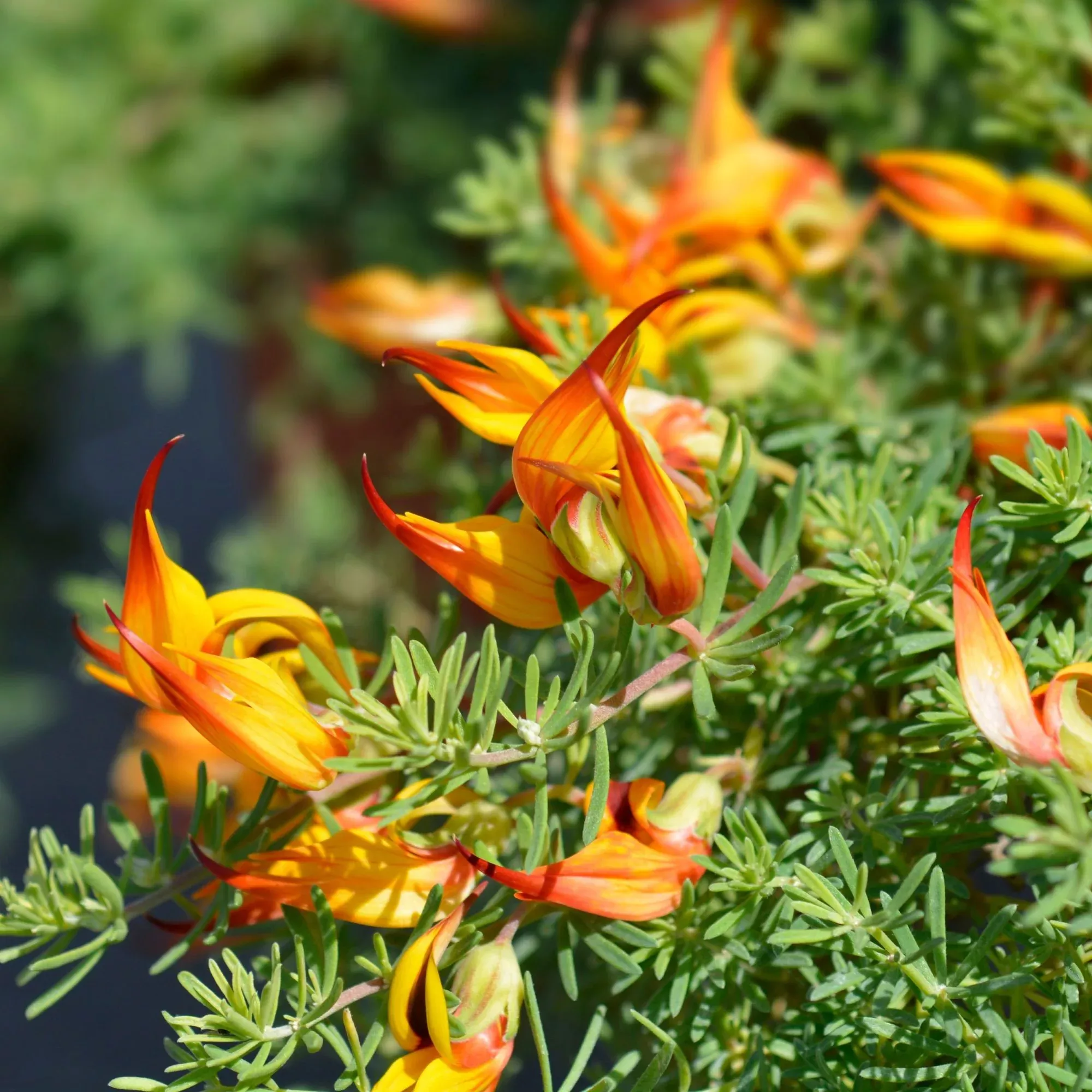 Lotus Maculatus - Gold Flash 2 Pack