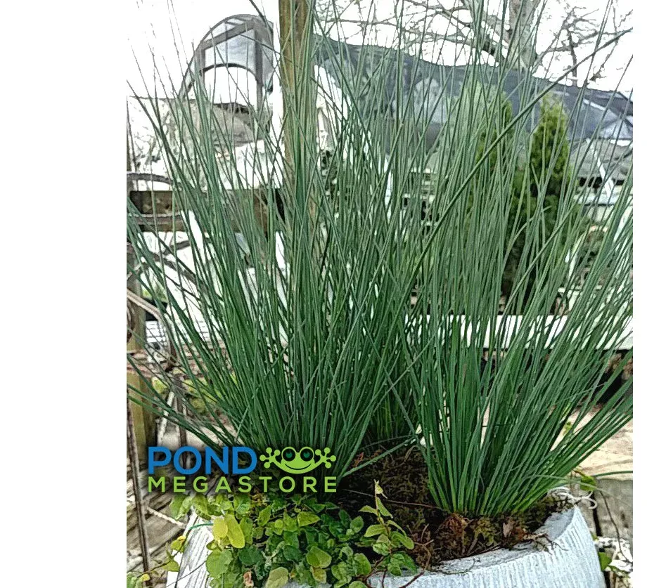 Lovesick Blues, Blue Rush (Juncus Glauca) Native plant