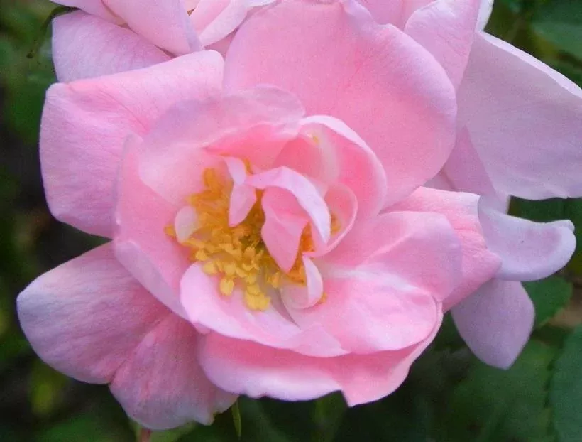 Lucy Irene Climbing Rose