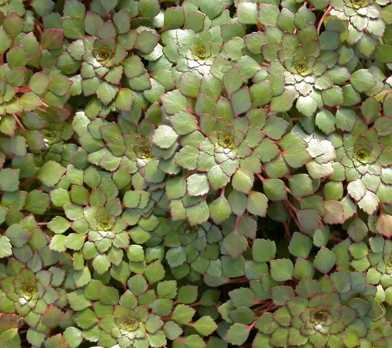 Ludwigia sedioides "Mosaic Plant"