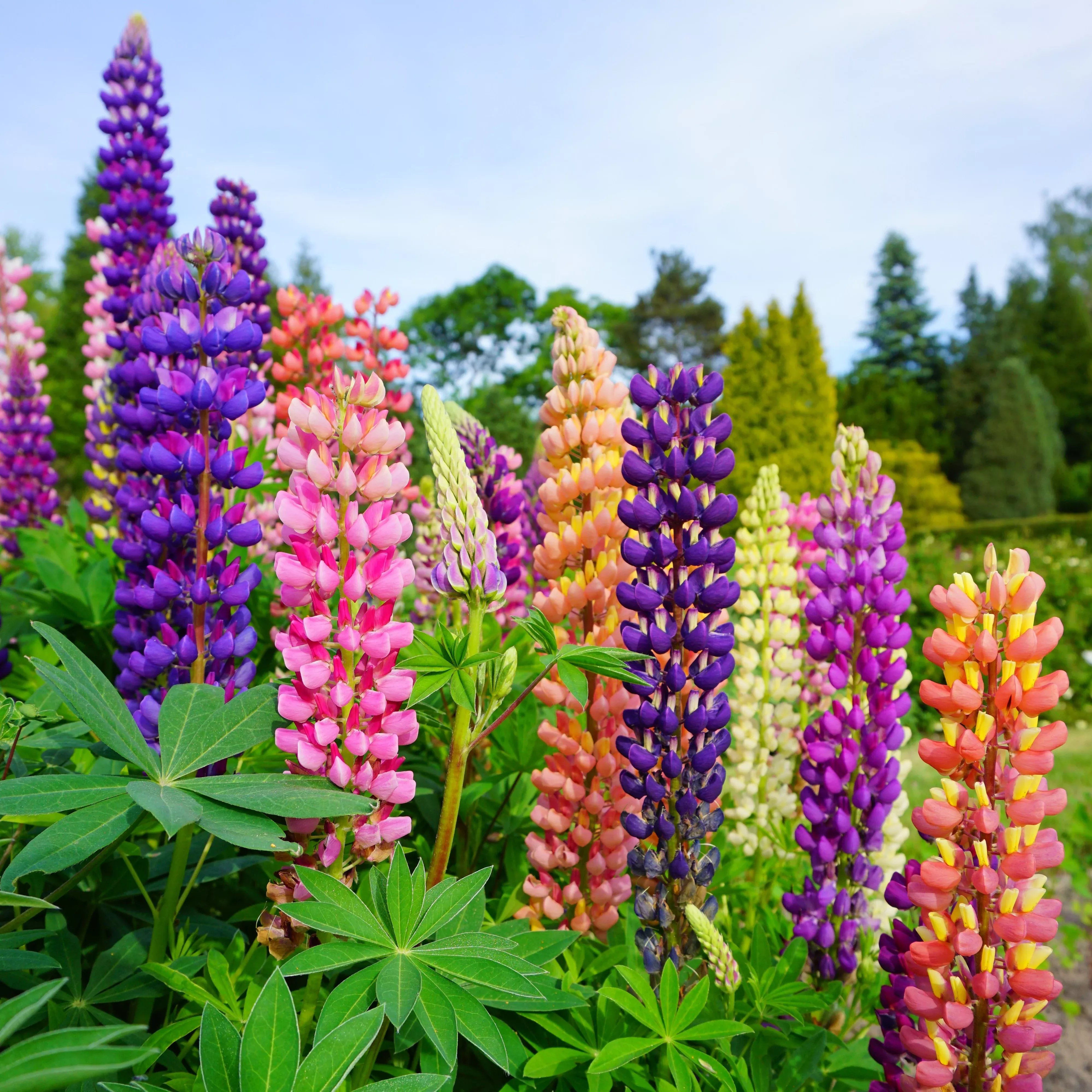 Lupine - Tutti Frutti Mix 2 Pack