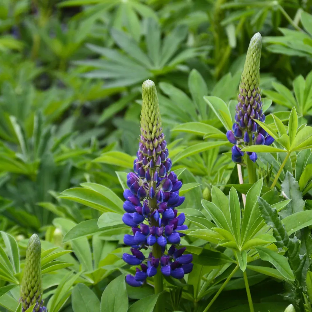Lupinus 'Gallery Blue'