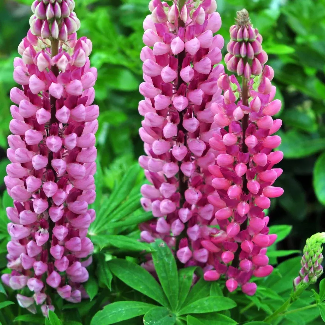 Lupinus 'Gallery Pink'