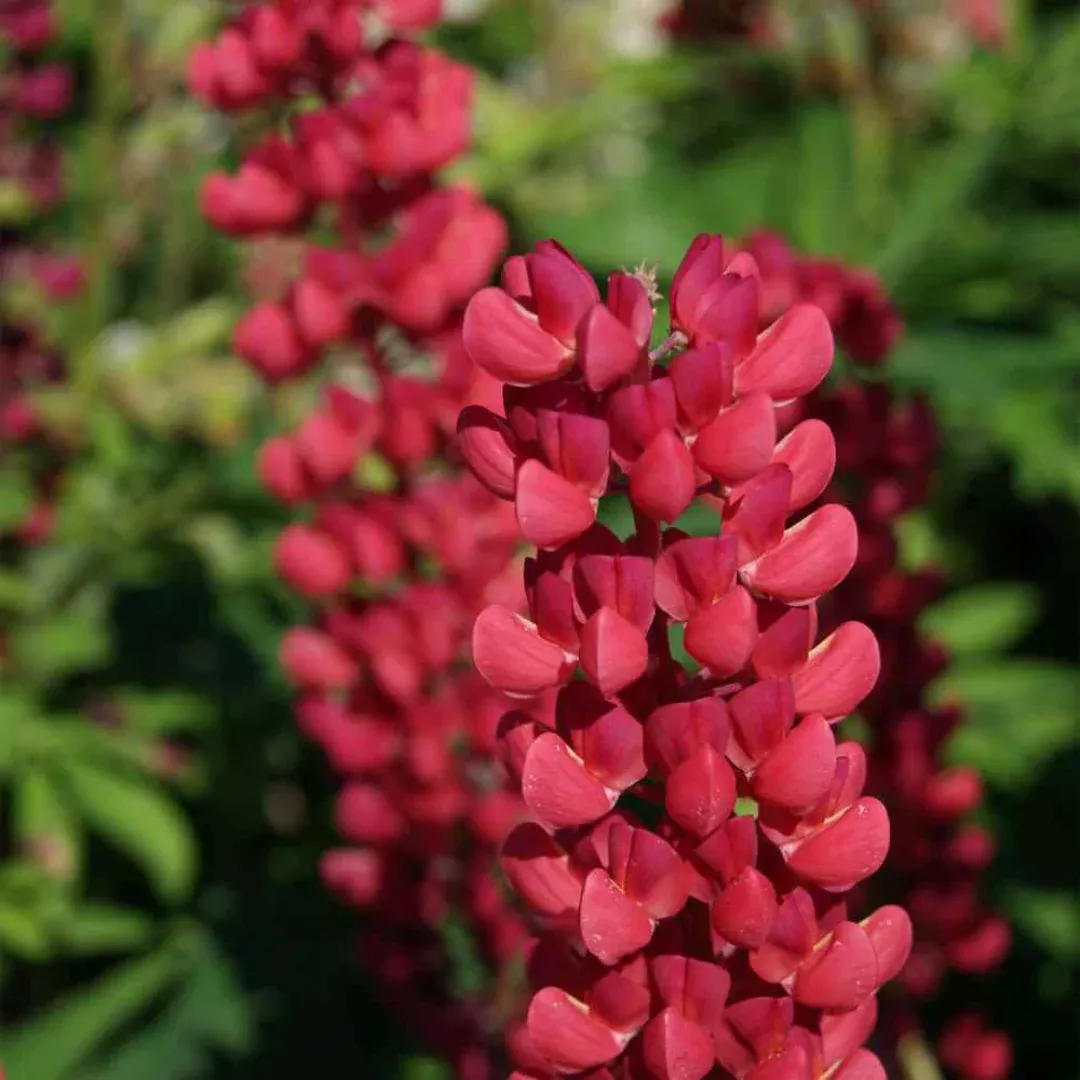 Lupinus 'Gallery Red'