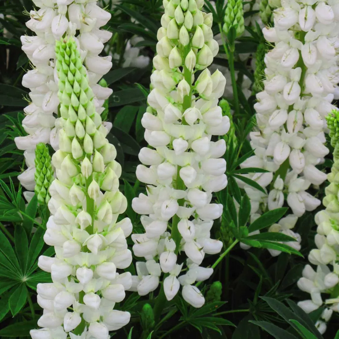 Lupinus 'Gallery White'