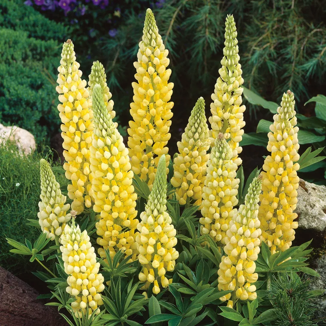 Lupinus 'Gallery Yellow'