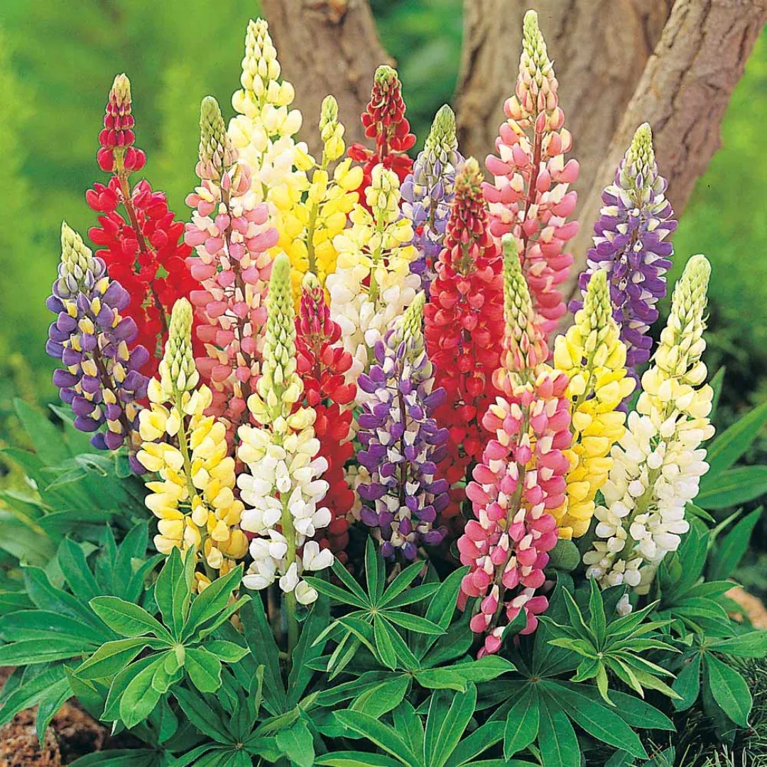 Lupinus 'Russell Hybrids'