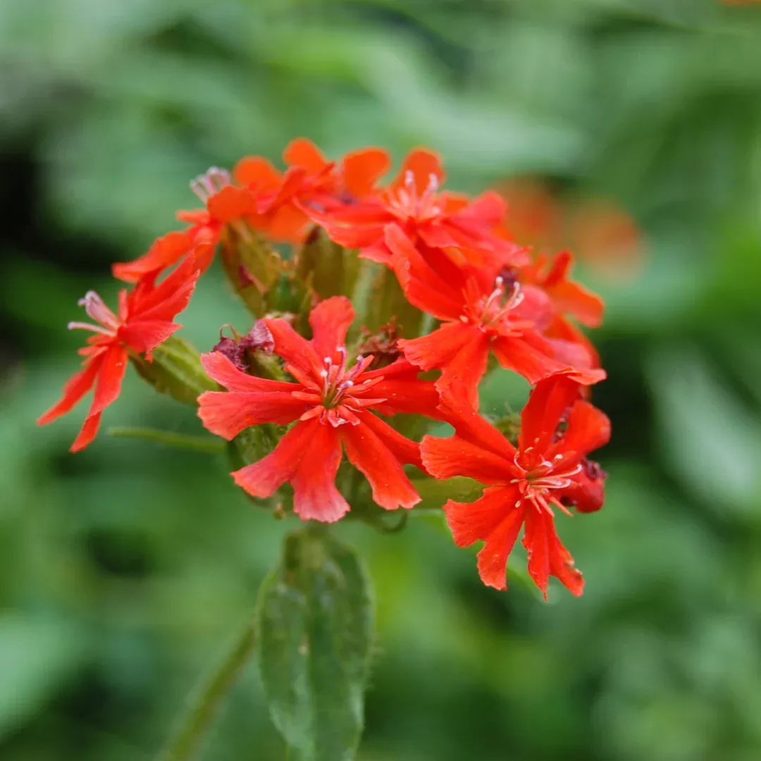 Lychnis 'Scarlet'