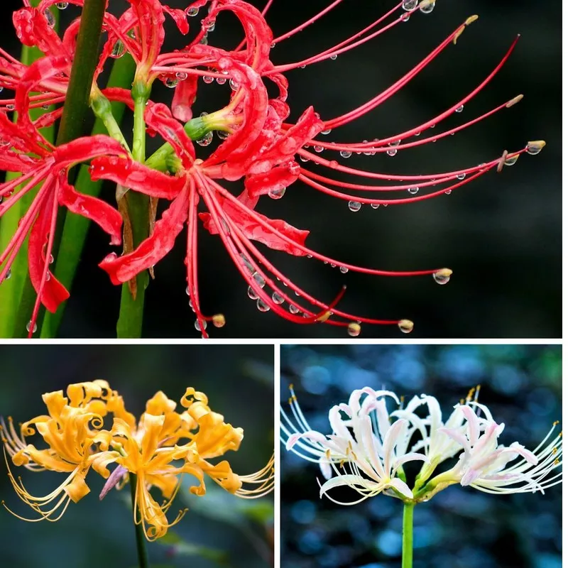 Lycoris - Magical Mystery Collection