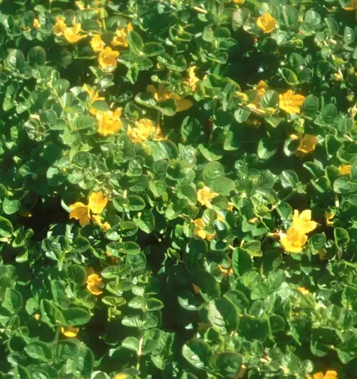 Lysimachia Nummilaria "Creeping Jenny"