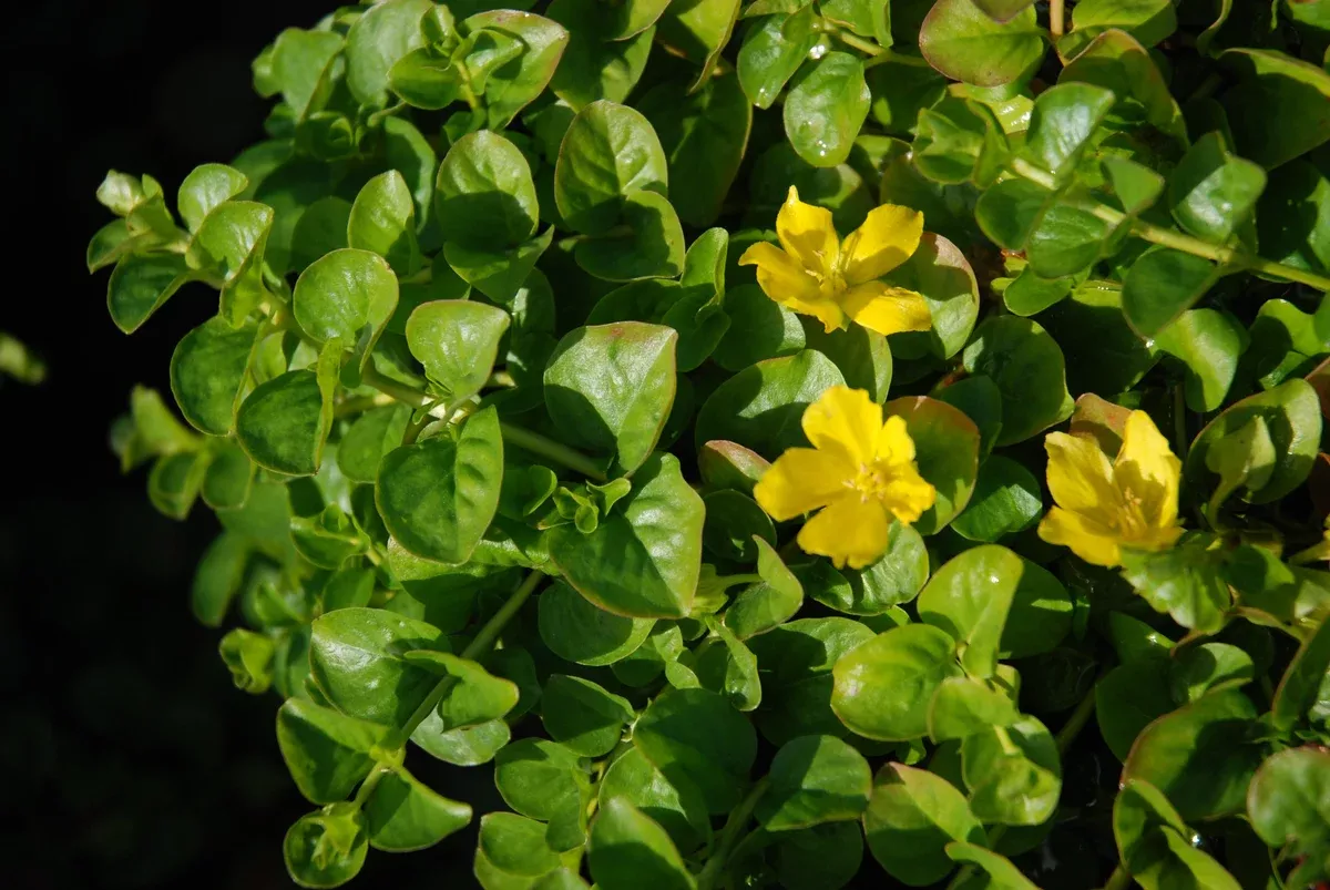 Lysimachia nummilaria "Golden Creeping Jenny"