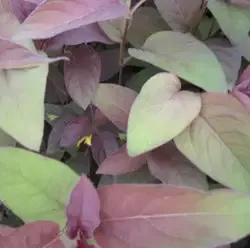 Lysmachia "Firecracker"