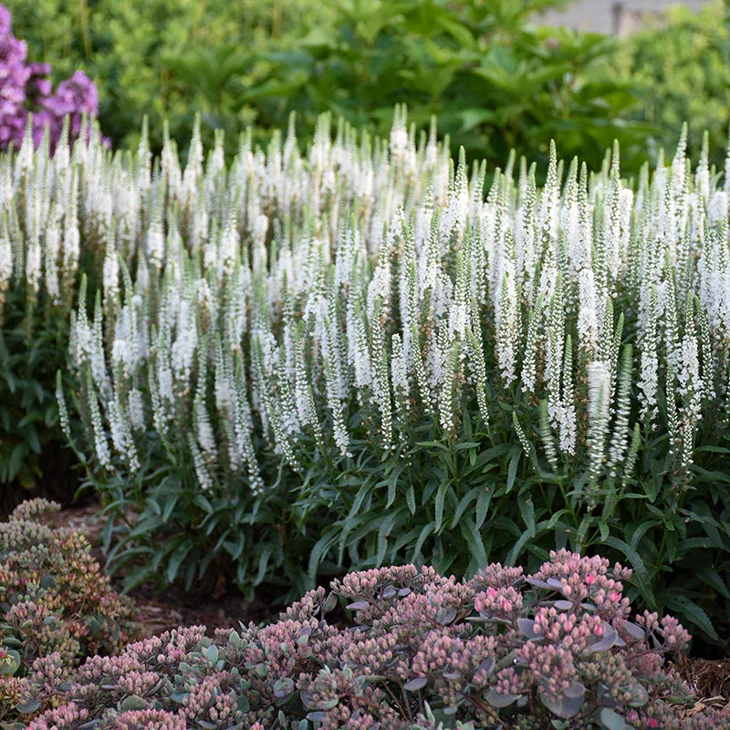 Magic Show ‘White Wands’ Spike Speedwell