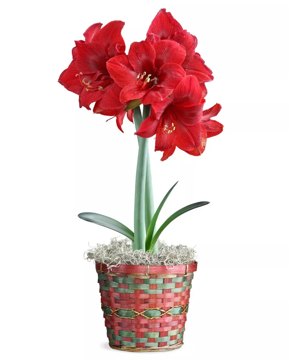 Magnificent Amaryllis Bulb Gift