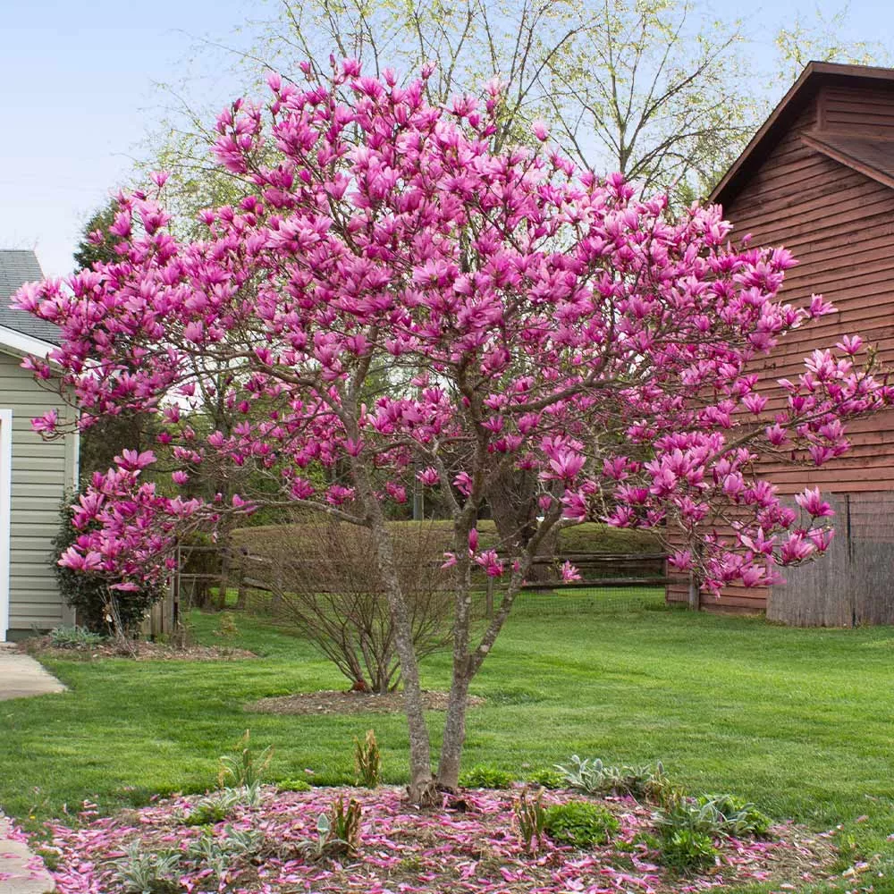 Magnolia Jane Tree 1 Gal.