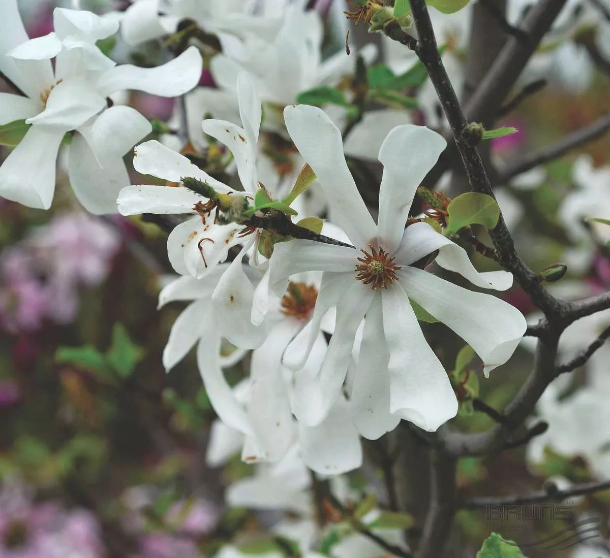 Magnolia loeb Merrill 6'