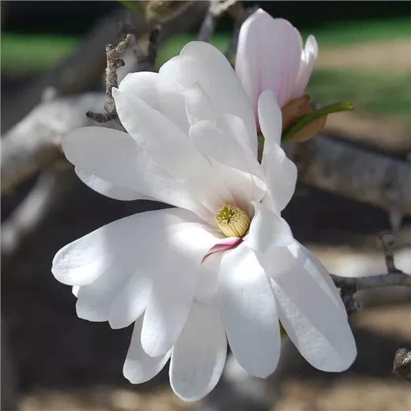 Magnolia st Royal Star 4'