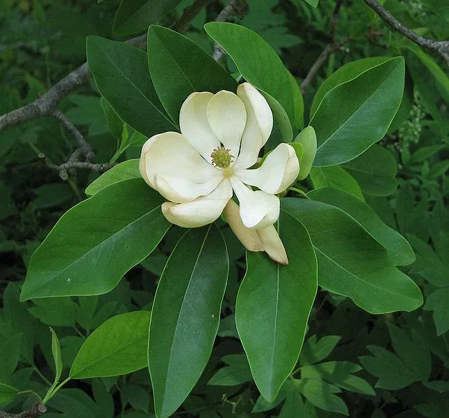 Magnolia virginiana 7'