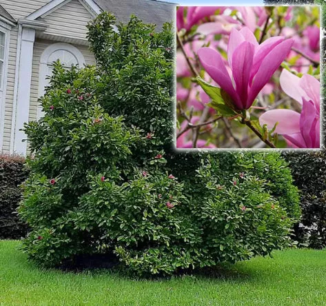 Magnolia x Ann 4'
