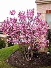 Magnolia x Soulangeana ‘Genie’ (Genie Magnolia)