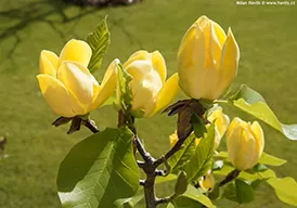 Magnolia x Yellow Bird TF #10