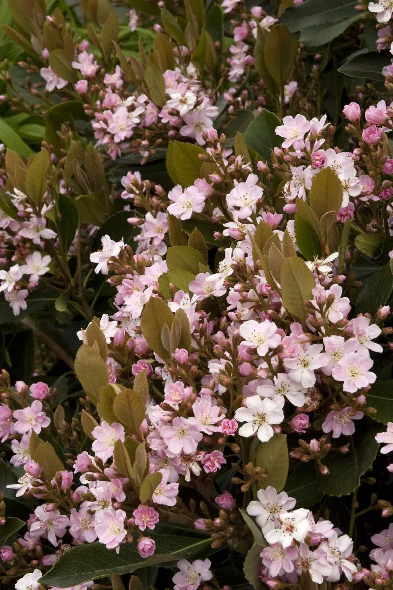 Majestic Beauty Indian Hawthorn