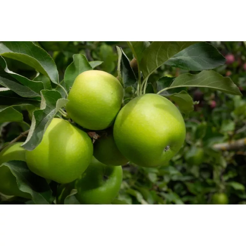Malus domestica ‘Granny Smith’ Apple Espalier