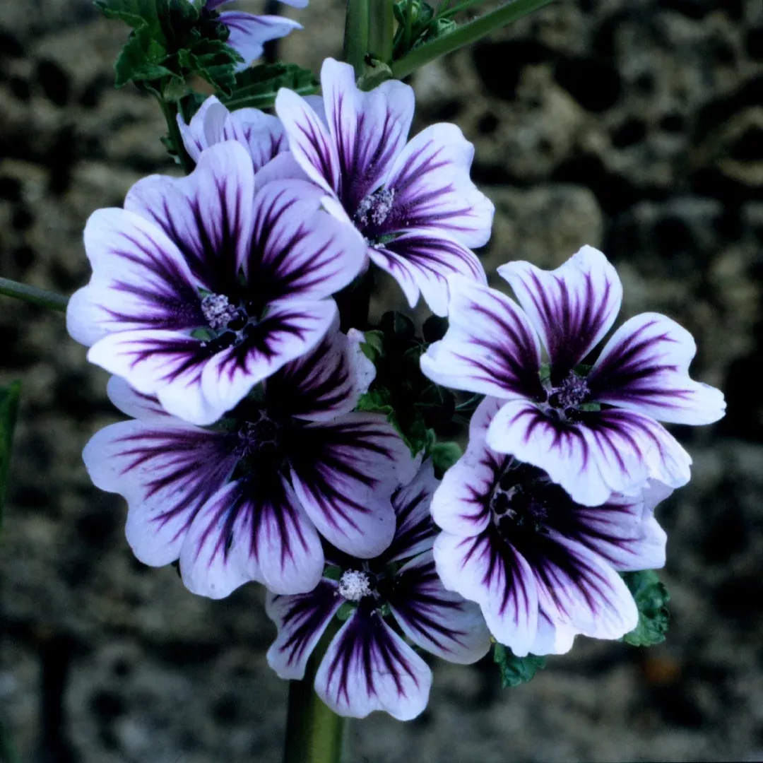 Malva 'Zebrina'