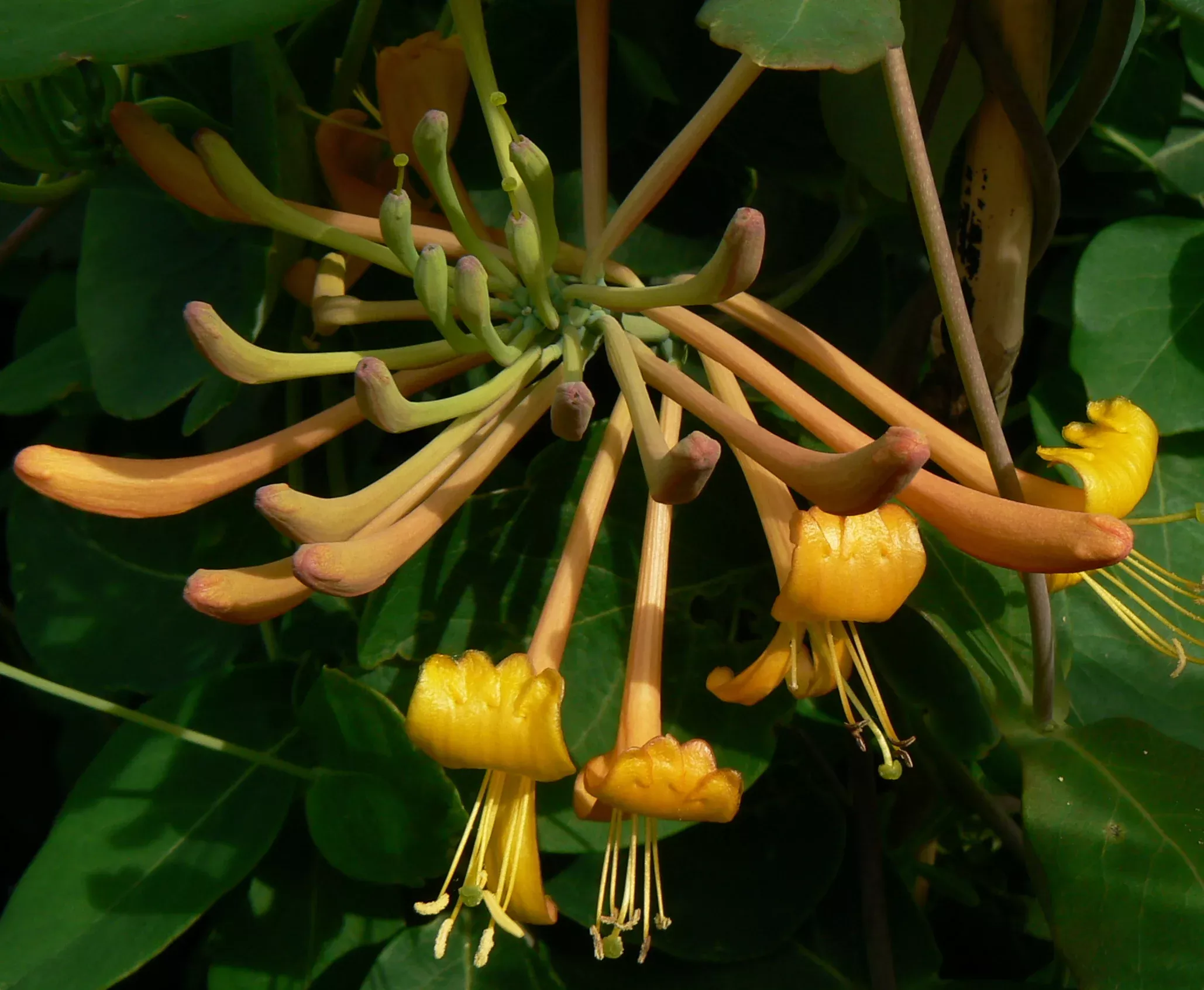 Mandarin Honeysuckle