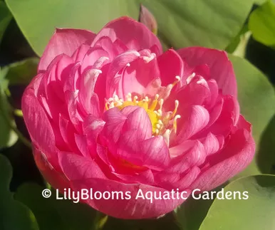 'Mankala Pathum' Pink Bowl Lotus (Nelumbo)