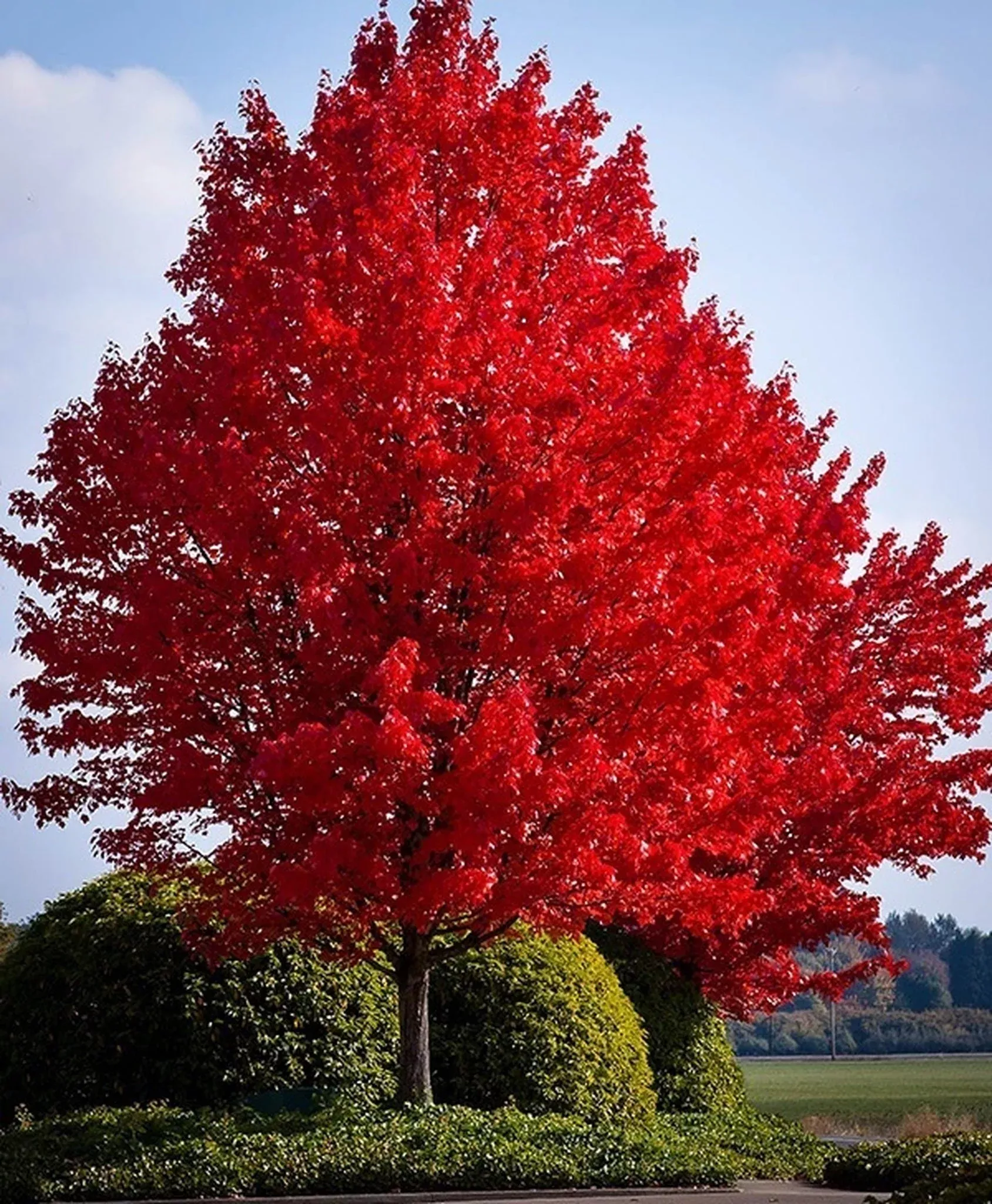Maple, Red, Bare Root