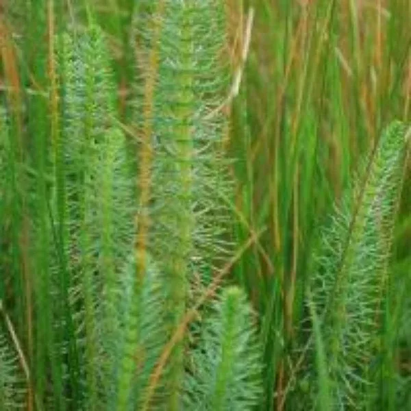 Mare’s Tail