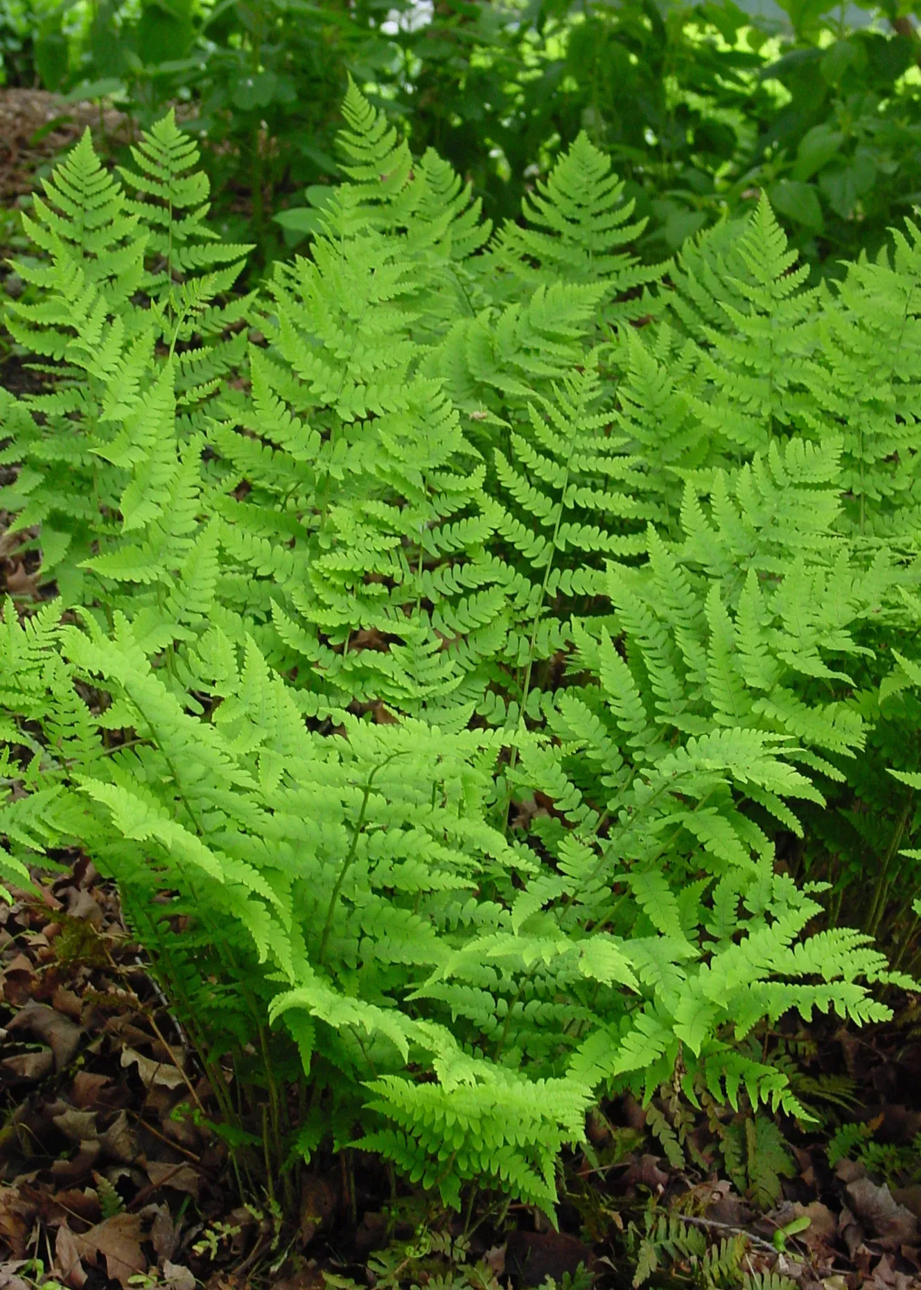 Marginal Shield Fern