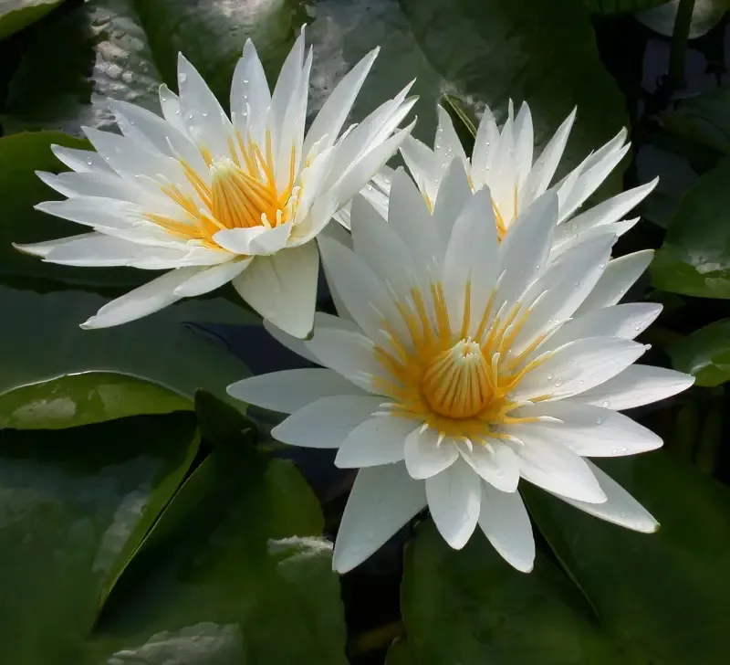 Marian Strawn - Day Blooming Tropical Lily