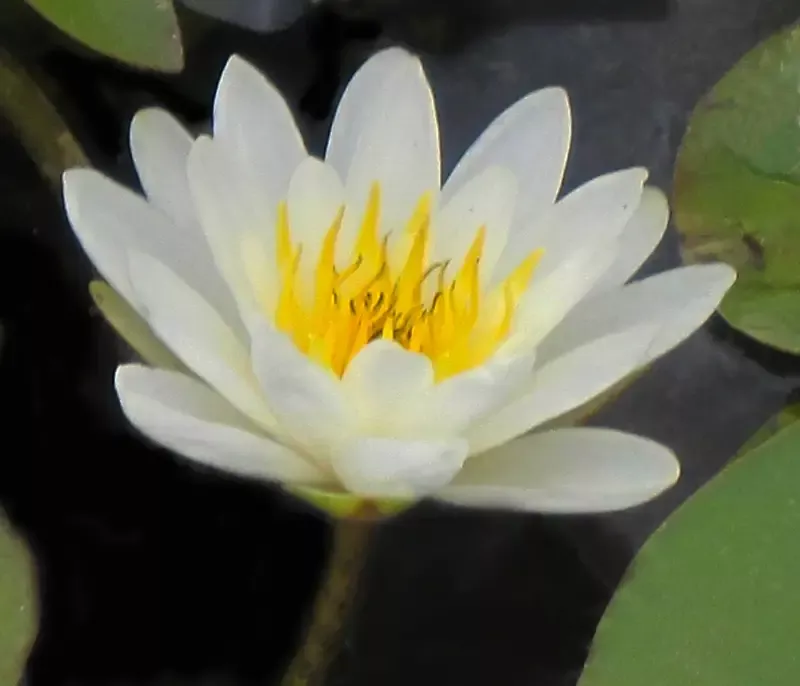 Marliac albida - White Hardy Lily