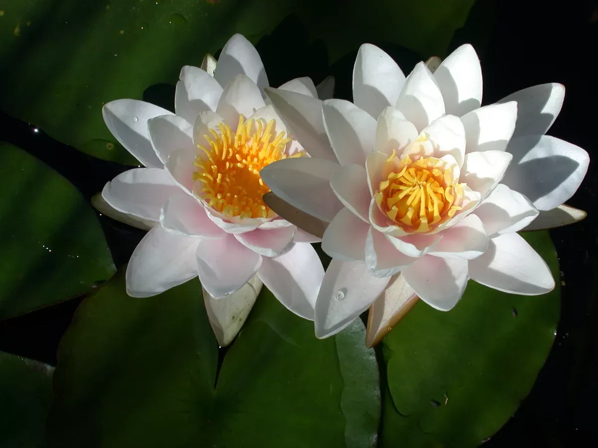 Marliac Carnea - Pink Hardy Lily