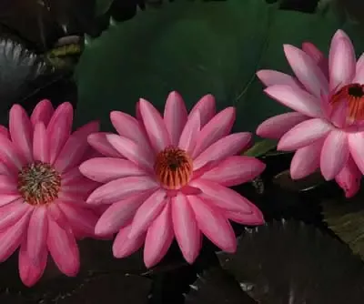 Maroon Beauty - Night Blooming Tropical Lily--- Limited Amount Available