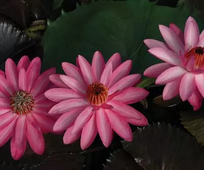 Maroon Beauty - Night Blooming Tropical Lily