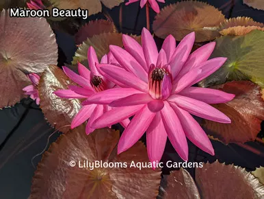 'Maroon Beauty' red night-blooming tropical waterlily