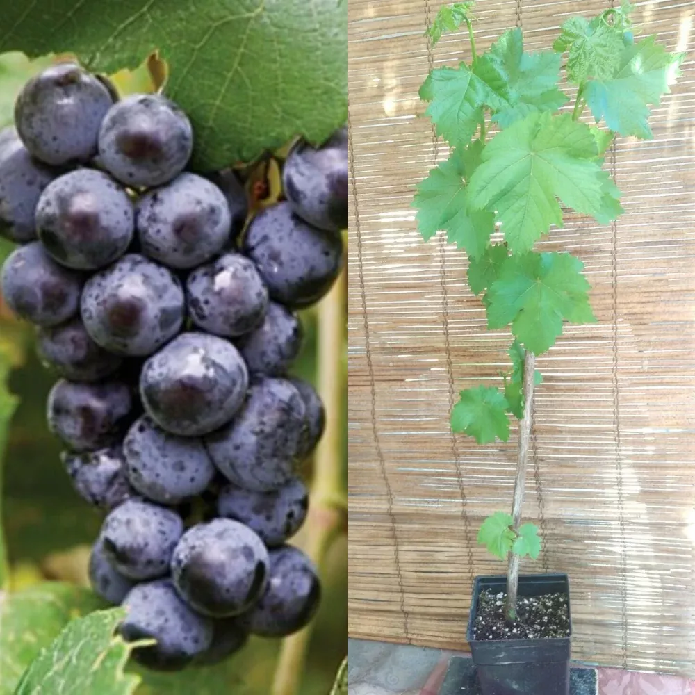Mars Seedless Grape Vine Fruit Tree