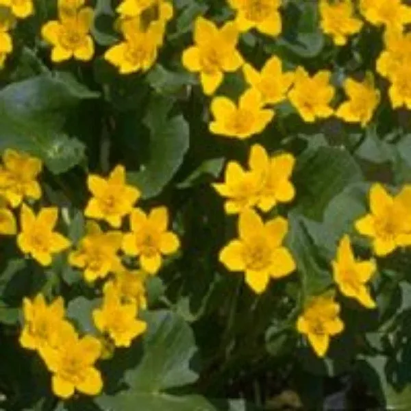 Marsh Marigold