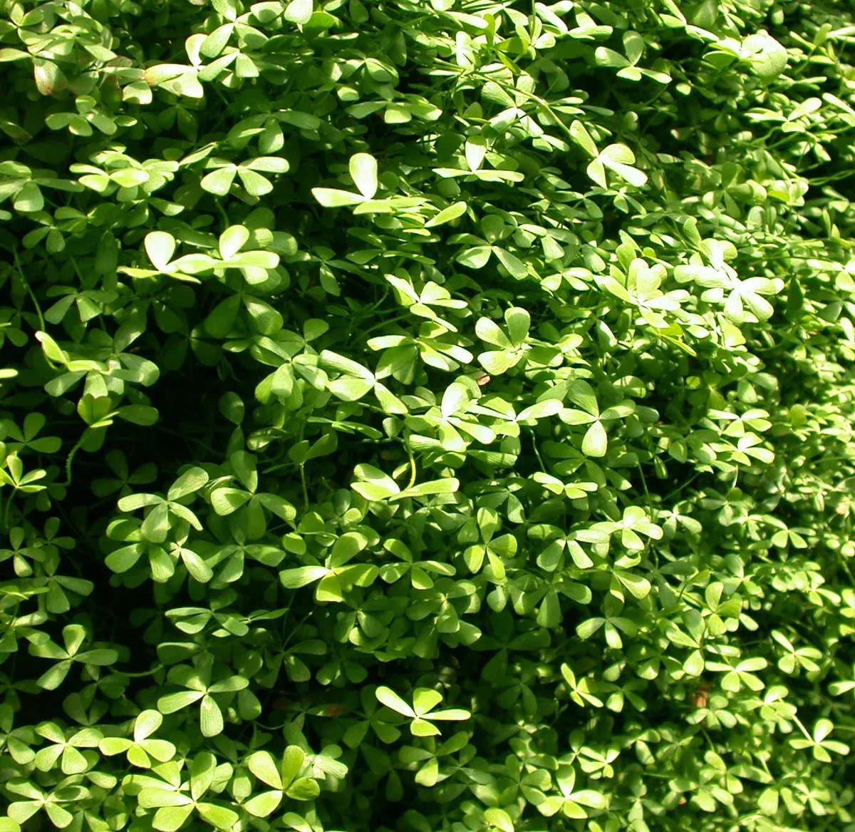 Marsilia minima "Miniature clover"