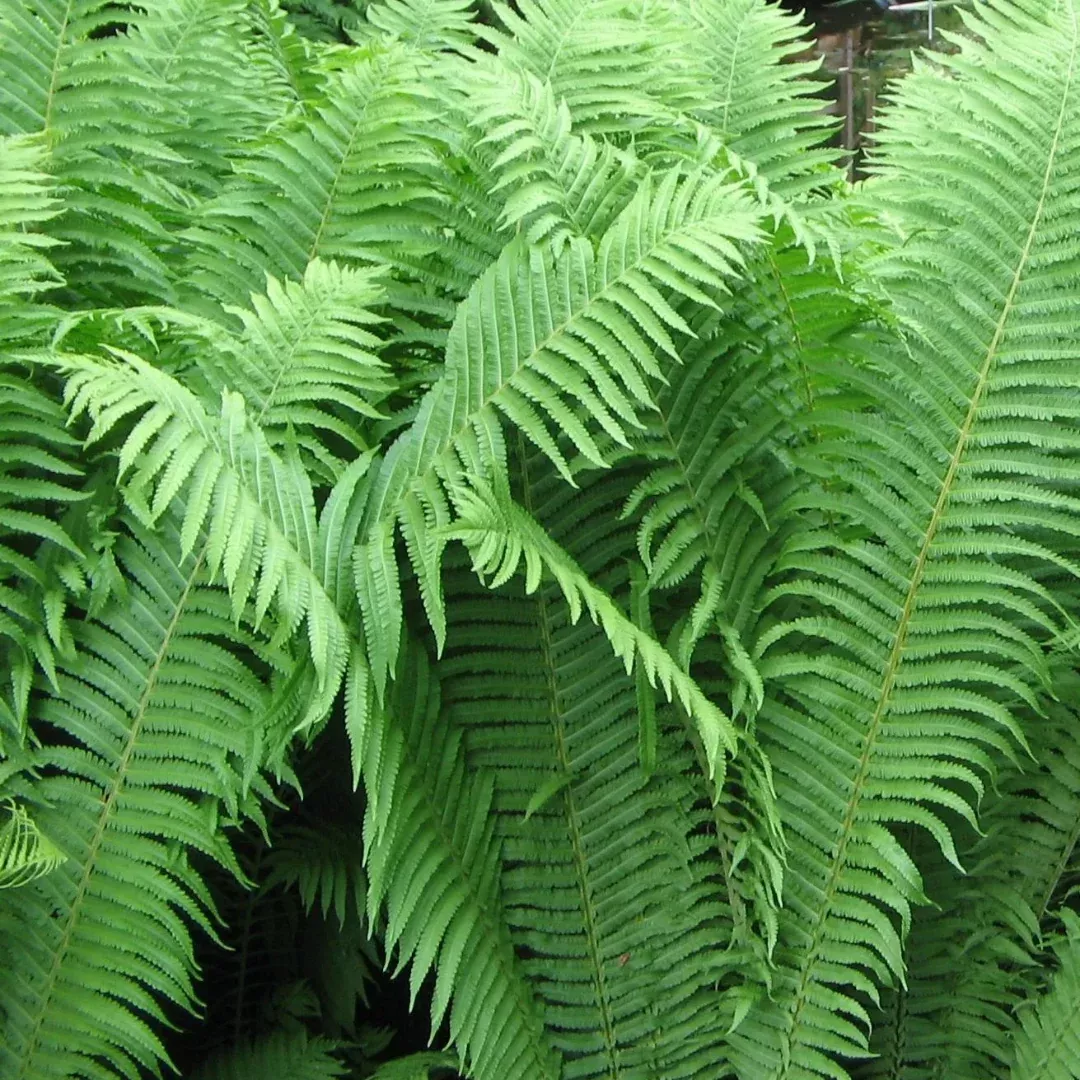 Matteuccia 'Ostrich Fern'