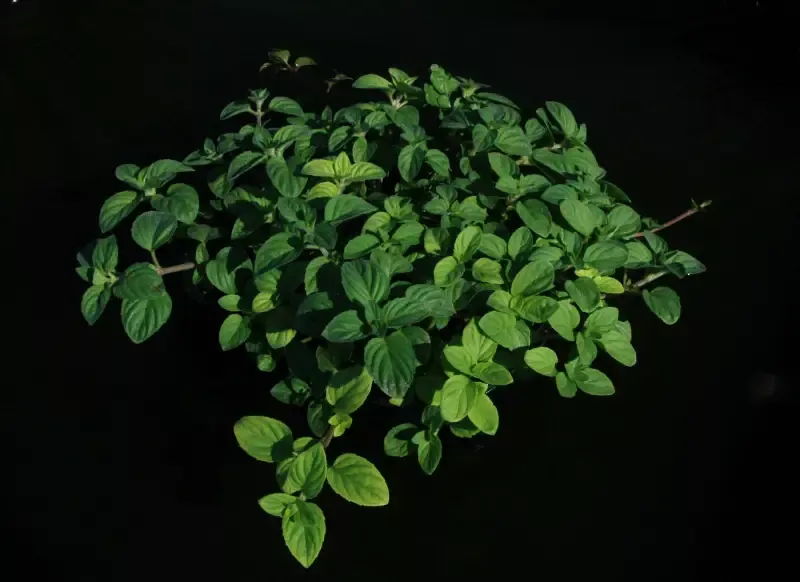 Mentha aquatica "Water Mint"