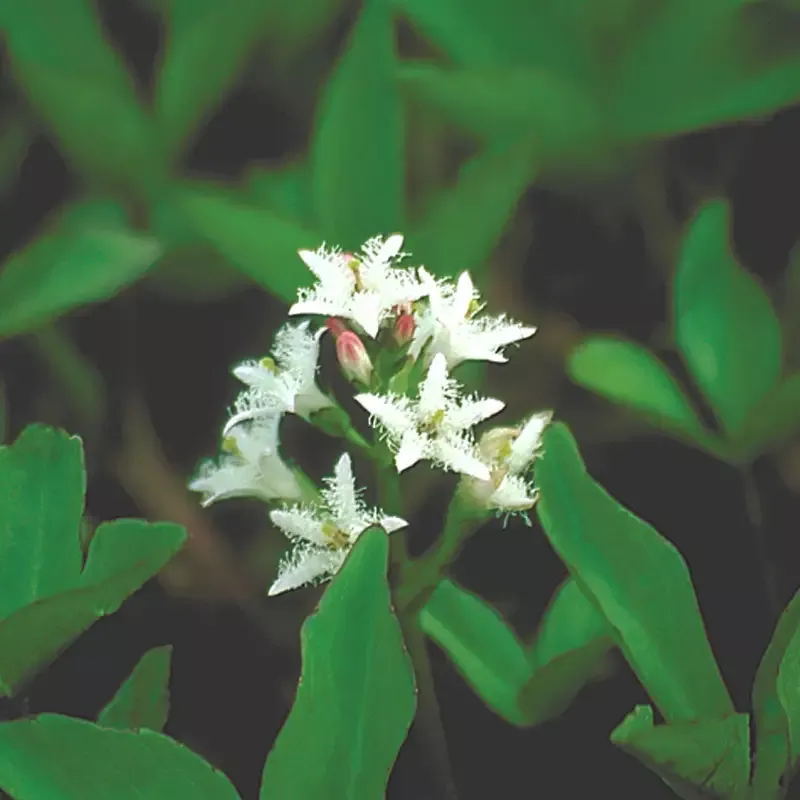 Menyanthes trifoliata "Bog Bean"