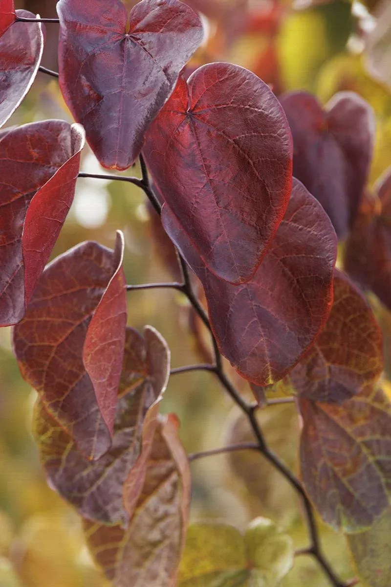 Merlot Redbud