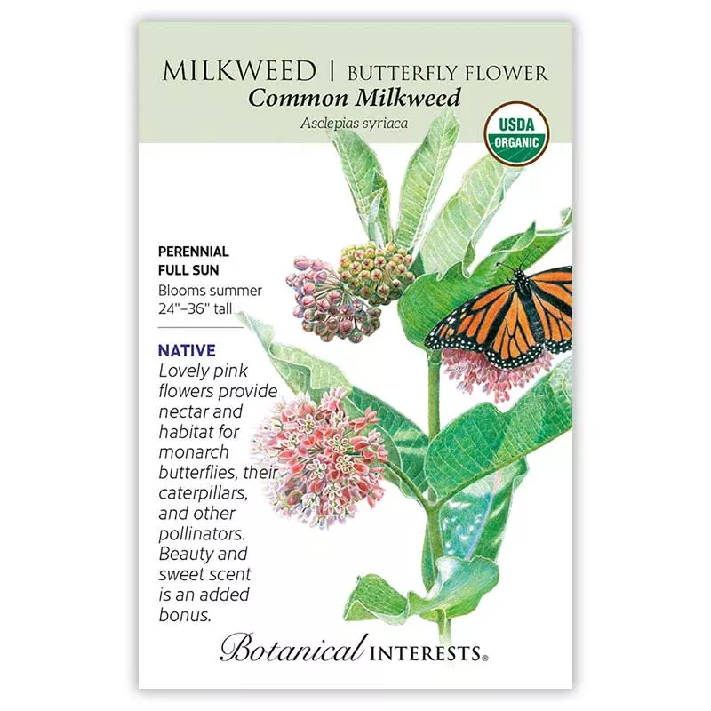 Milkweed Common Milkweed ORG