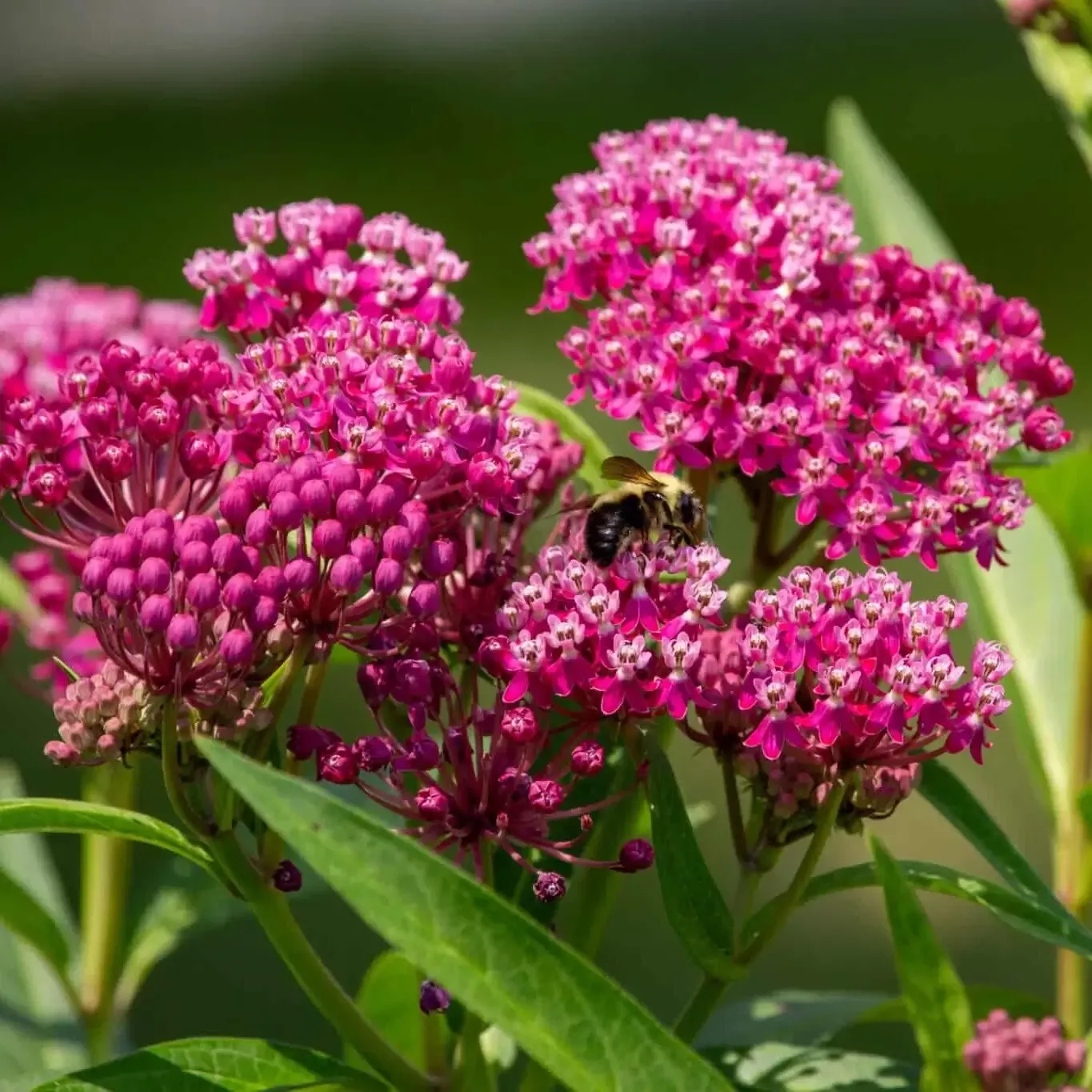 Milkweed Plant